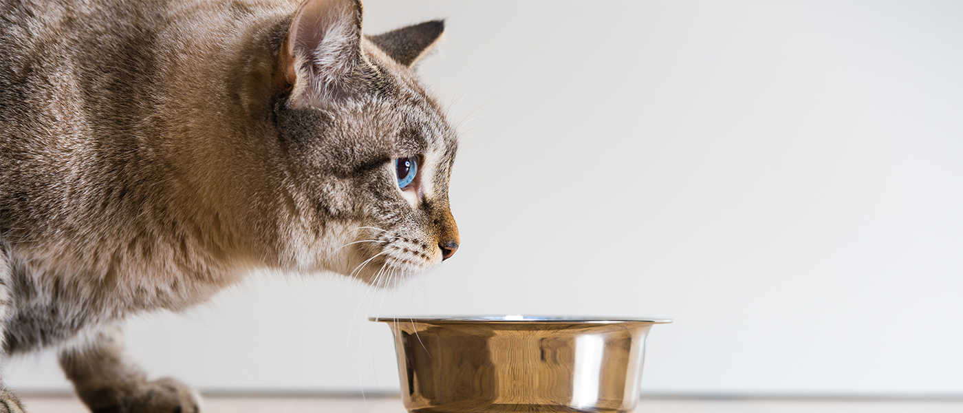 Your Cat Wont Eat Dry Food? Six Ways to Make Mealtime Fun ...