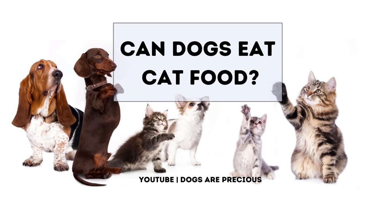 ðwhat happens if my dog eats cat food? ð can dogs eat cat ...